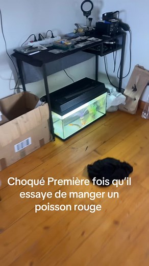 Première expérience de Bruce avec des repas vivants