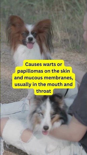 Canine Papillomavirus