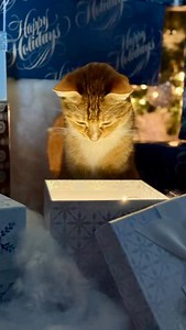 Let there be light… and one very curious cat ✨😼 Easy Christmas photo hack: box fairy lights = magic pics. Add a treat or a moving screen if your pet needs extra motivation. Calvin was extremely motivated. I had seconds before his whole head disappeared into the box. #catsofaustin #catsofinstagram #christmasphoto #photoshoot | Cat Named Calvin