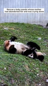 Rescue a baby panda whose mother had abandoned her and was crying alone #rescue #animal #rescueanimals #animalsoftiktok #panda | Cantares Producciones