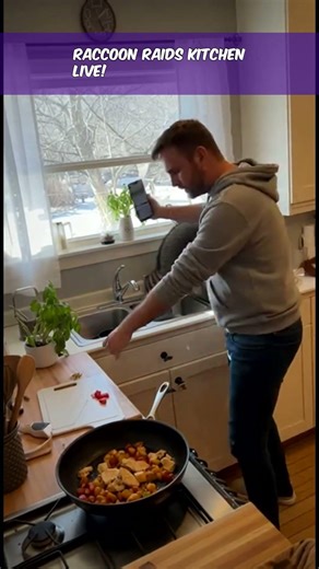Raccoon Raids Kitchen Live!