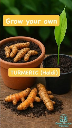 HALDI (Turmeric) plant growing at home!!!!