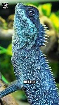 Top 5 Animals with Incredible Tail Abilities!