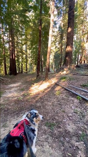 Hiking Roaring Camp Loop Trail: Look at what we spotted