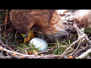 Cornell Red-tailed Hawk Cam ~ Big Red Lays Her First Egg of 2022 Season! 🐥 3.14.22
