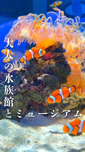 今回行ったスポットはこちら👇 📍**NIFREL（ニフレル）** 動物・お魚・アートが一体になった、 ただの水族館じゃない“体験型ミュージアム”✨ カバやワニを間近で見られる迫力ゾーンや、 思わず見入ってしまう幻想的なアート空間に大人も夢中…！ 今回は特別イベント**「夜にふれる」**に参加🌙 閉館後の静かな館内は、昼とは別世界で 生きものの夜の姿や、やさしい光と香りに癒される時間でした🫧 室内施設だから天候を気にせず楽しめて、 デートにも子連れおでかけにもぴったり◎ 21日間限定開催なので、気になる人は早めにチェックがおすすめ📅 ━━━━━━━━━━━━━━━━━━━━ ★保存して後で見返してね💫 ここでは関東中心に人気スポットを紹介！ 他の投稿はこちら▶ @hamoni_trip ━━━━━━━━━━━━━━━━━━━━ #ニフレル #大阪観光 #大阪デート #子どもとおでかけ #家族旅行