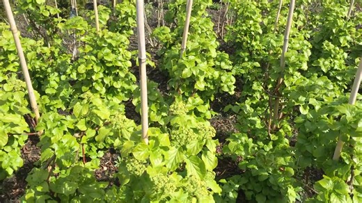 Hydrangea petiolaris - Kúszó hortenzia Jellemzői: https://tinyurl.com/ya6fnj2j | Megyeri Szabolcs kertész