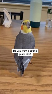 part1 #ad #ZuPreemFruitBlend #ZuPreem #cockatiel #bird | Dusty the no tail tiel