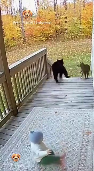 Brave Cat Defends Baby from Wild Bear Caught on Camera