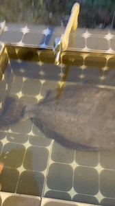 68K views · 1.3K reactions | New Food with Unique Cooking Style  | ﻿Trending | Facebook