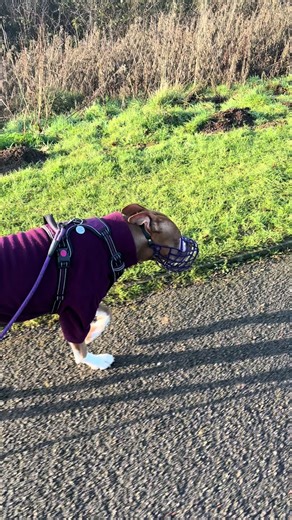 lolaexempt (@lolaexempt)’s videos with original sound - aloflancashire