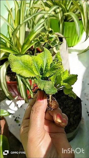 🌱🥰How to Grow and Care Primula Plant #best permanent flowering plant