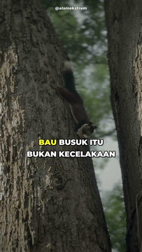 Bunga Raksasa yang Sengaja Bau Bangkai 🌺