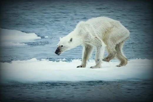 2012-2025/2026🐻‍❄️🥀 YOU ARE HARMING THEM! Ai should be banned! Ai should be banned! Ai should be banned! Ai should be banned #noai #aino #fypppppppppppppp #fypシ゚viral #aibeclosed Ai banned!!