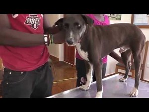 "Morphingo" - Problems on all ends.