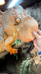 Look how big Tabasco’s dewlap is getting 😱 #animals #reptile #lizard #iguana #dinosaur #wildlife #nature #reels #reptarium | The Reptarium