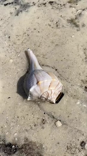 Lightning Whelk alive & well this morning . So many cool shells with vibrant colors covering the Ten Thousand Islands just waiting for a new home . We have a few openings on Tomorrows 7:30 am Four Hour Shared 🐚Tour & 5:00 pm Three Hour Shared 🐚Tour. You can Book Online or Call : 239-571-2331 🐚 🐚 🐚 Only Collect Empty Shells 🐚 🐚 🐚 🐚 #shells #whelk #whelkshell | Treasure Seekers Shell Tours