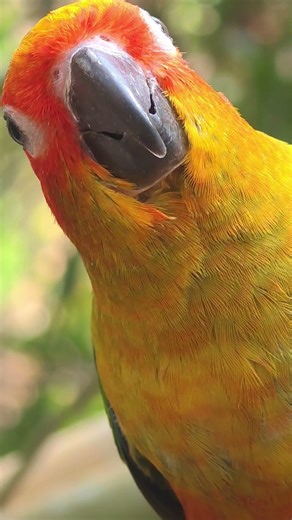 Parrot chirping Sun conure in nature relaxing sounds