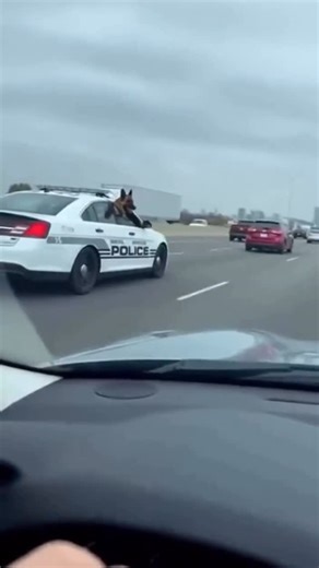 Luis on Instagram: "K-9 units are specialized law enforcement teams made up of trained police dogs and their handlers. These dogs assist with tasks such as tracking suspects, detecting narcotics or explosives, and searching for missing persons. Breeds like German Shepherds and Belgian Malinois are commonly used due to their intelligence and agility. K-9 units enhance officer safety and play a vital role in public protection. 🐕‍🦺 - #k9 #cop #cops #k9unit #aiwithluis"