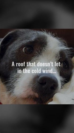 JC Visuals Group | Black Wolf Roofing - Puppy Parody Ad