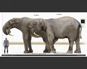 Deinotherium ~ Everything You Need to Know with Photos | Videos
