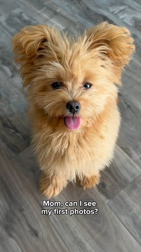 Baby Honey girl 🥹🧸 they grow up so fast! #pomapoo #poodlemix #teddybeardog #puppythrowback | Honey the Pomapoo