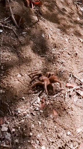 Acanthoscurria maga found in Martinique! #tarantula #spider #pettarantula #animals #nature