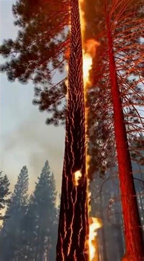 How Fast a Forest Fire Can Spread