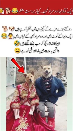 Dogs Dressed as Bride & Groom 😂#funny #dogs #cute #ytshorts #shorts
