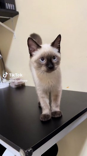 Cutie Coffee: Siamese Cat Compilation