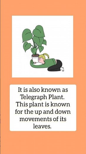 Telegraph plant, Dancing plant, codariocalyx motorius, The dancing plant.