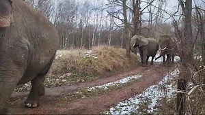 Elefantendamen „Tonga (Afrika), Gandhi (Indien), Baby (Afrika) und Moja (Afrika) im Elefantenreservat und Erlebnispark Starkenberg. #elefant #tierpark #starkenberg #elefantenreservat #zoo #tiere #geozoo #weisheit #zirkuspark #park #afrika #circusafrika #meinecircuswelt #erlebnispark #schnee #tierwohl #elephant #zirkus | Meine Circus Welt
