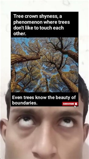 Why Trees Refuse to Touch Each Other 🌲 | The Stunning Phenomenon of Crown Shyness