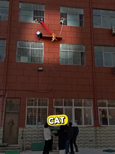 Students Rescue The Falling Scared Cat 😨🐈 #shorts