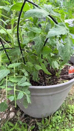 How it’s going in the garden & the rubbermaid tub