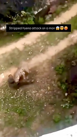 Jungle Wild Safari on Instagram: "Stripped Hyena attacked on man 🤯😱🥵 Human animal conflict. Comment below your views . . . . . . . . . . . . #wildlife #wildanimals #wildlifephotography #nature #hyena #wildlifephotography #hyenaattack #coexistance"