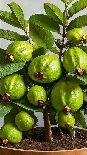 Great idea to propagate guava tree by air layering using a potatoes🥔#guava #gardening