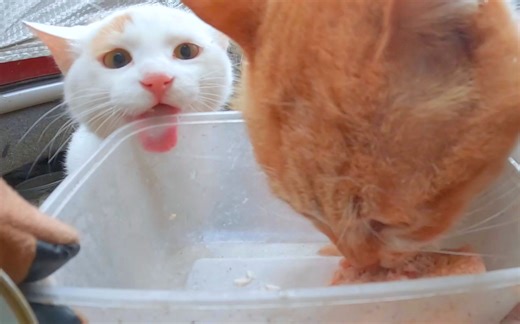 睡在马路边的贫贱猫夫妻，给他们一个罐头，开心一整天