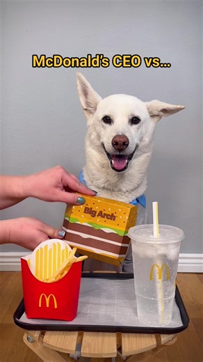 McDonald’s NEW Chief Eating Officer (CEO) tries the Big Arch Burger! 🍔 Who should they have really hired? One of these two had a bigger bite… 😉 And why do they always short us on the fries. Note: I grilled my own burgers for the dogs to avoid any ingredients that they shouldn’t eat such as onions. #mcdonalds #bigarch #dogs #comedy #funnydogs