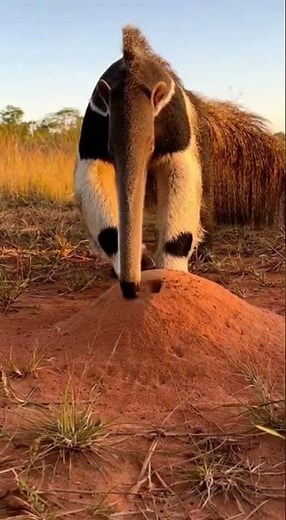 How an Anteater Eats! #animals #wildtv #wildlife