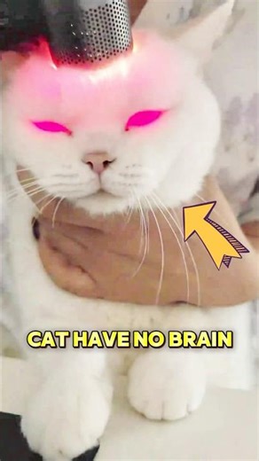 This owner proof his cat has no brain