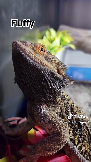 Top 10 Bearded Dragon Names for Your New Pet!