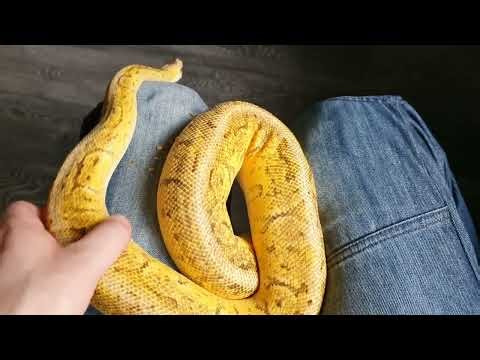 Super pastel pinstripe yellow belly proven breeder