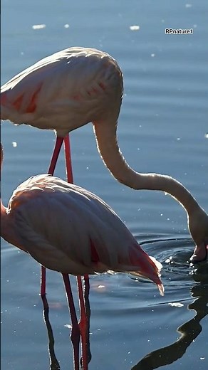 Flamingo Photography in 4K | Pink Beauty of Nature 🦩