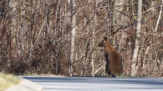 Pet wallaby captured after hopping across LMU's campus Wednesday morning