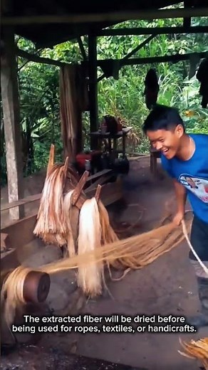 Manual Banana Fiber Extraction