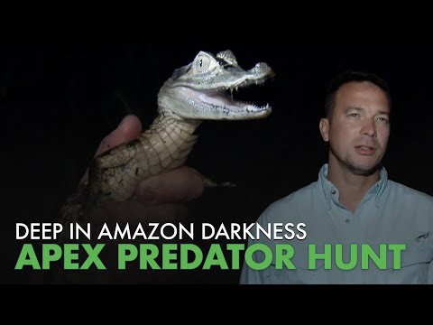 Black Caiman Hunt in Remote Amazon Blackwater Lake | Python Hunters