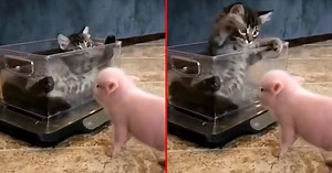 Igre bez granica: Maca i mini prase pokazali pravo značenje prijateljstva