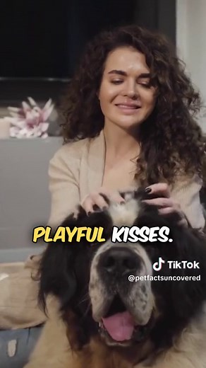 The 10 Most AFFECTIONATE Dog Breeds, Part 1 ❤️🐾 Dive into the world of wagging tails and furry cuddles with the 10 Most Affectionate Dog Breeds! From gentle retrievers to loving spaniels, these canine companions are experts in melting hearts. 💕 Which affectionate breed steals the show in your book? 🔖 Follow us for your daily dose of pet enlightenment! 🐾💡 Don't miss out on our captivating videos packed with intriguing pet trivia! 📚🎬 Join our fur-loving community and let's explore the extra