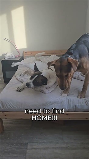 Shelter Dogs, Susie and Jack #dog #shelterdogs #rescue #rescuedog #canada #alberta #fullyvaccinated